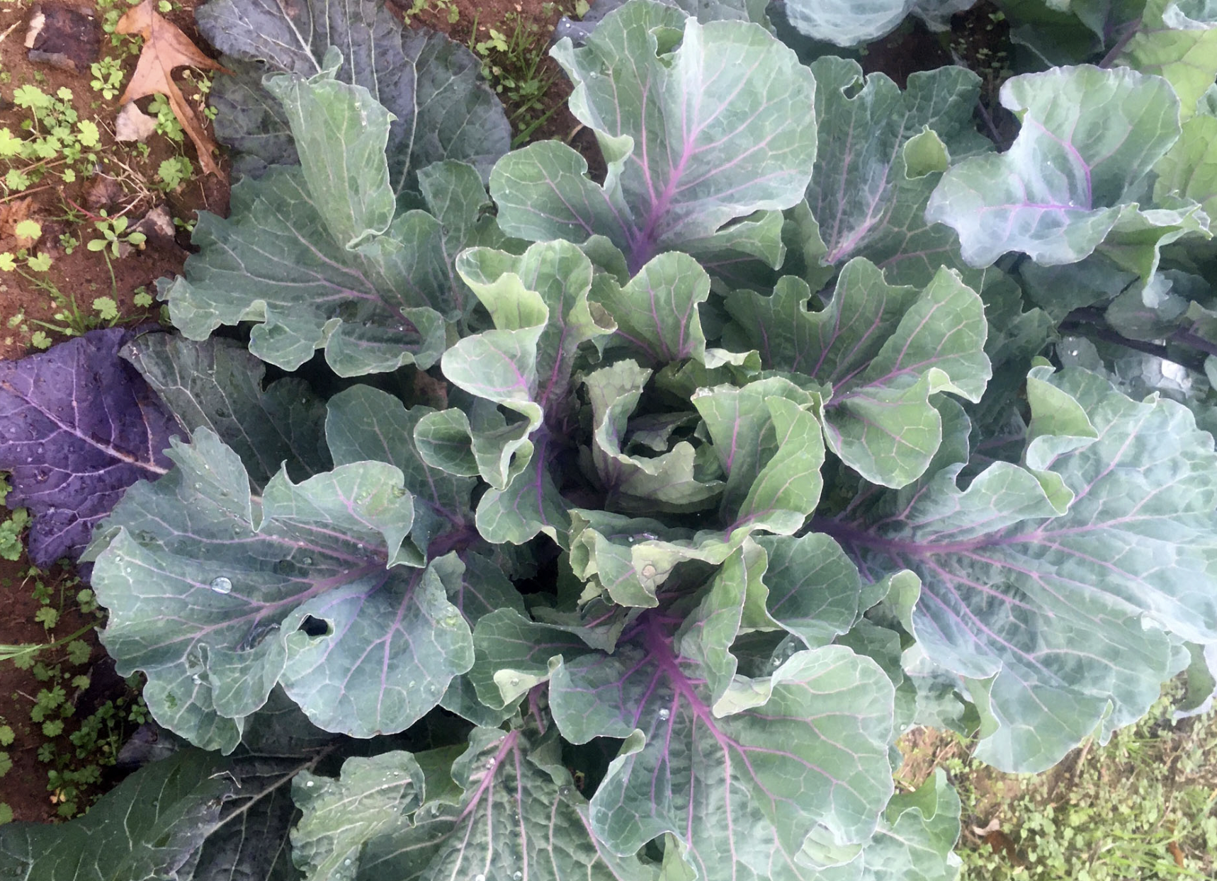 Nancy Malone Wheat Purple Collards